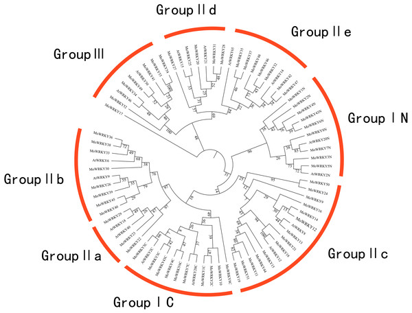 Phylogenetic tree of the WRKY conserved domain from drumstick and selected Arabidopsis.