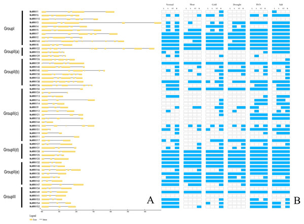 Exon-intron composition and expression patterns of MoWRKY genes.