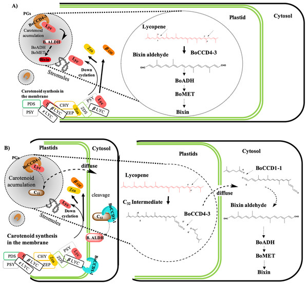 Bixin biosynthesis model of gene regulation in bixin biosynthesis.