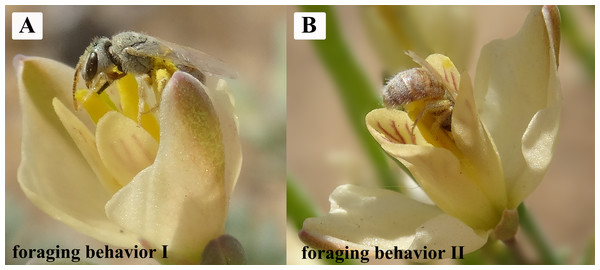 The principle and only effective pollinator of H. erectum: Colletes vestitus (Colletidae) showing the two reported forms of foraging behavior.