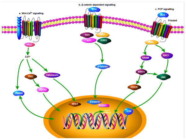 Signaling pathway for Wnt molecules (Depicted using Portable Pathway Builder 2.0 from ProteinLoung).