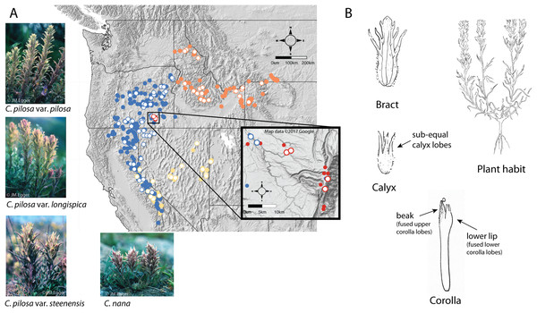 Distribution of focal taxa and diagrams of species morphology.