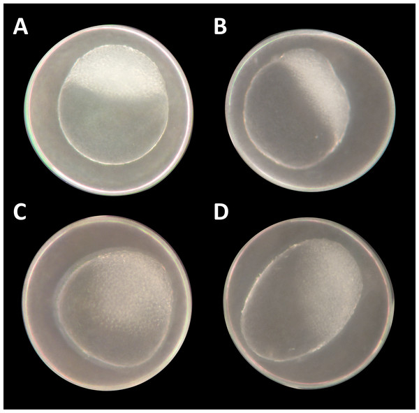 Danio rerio embryos at 3.3 hpf (“high stage,” blastula period, according to Kimmel et al. (1995)).
