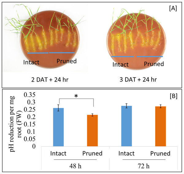 Rhizosphere acidification by B. distachyon roots with and without mowing treatment.