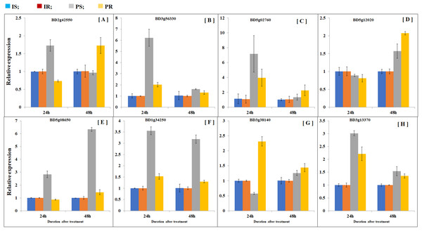 Comparison of gene expression patterns in shoot and roots.