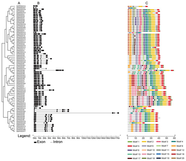Phylogenetic relationships, gene structures, and conserved motifs of PP2CA genes in Gossypium.