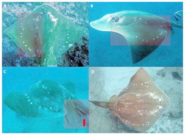 Standardized ID-area and attributes observed on encountered smalleye stingrays.