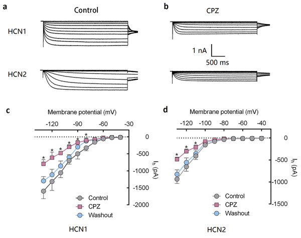 CPZ inhibited HCN channel currents expressed on HEK 293 cells.