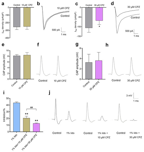 The effects of CPZ on voltage-gated sodium channel current (INa) in DRG neurons and compound action potentials (CAP) amplitudes in sciatic nerves of mice.