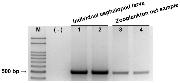 Evaluation of cephalopod-specific universal (CPD) primer set.