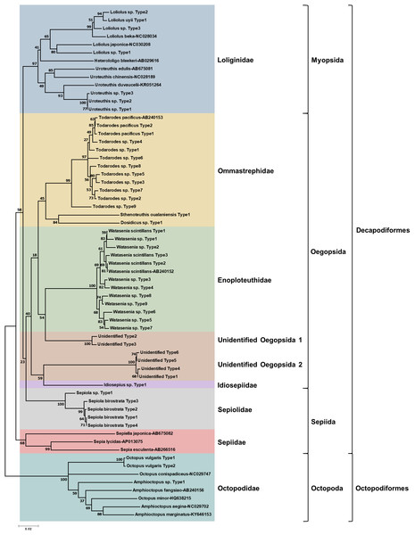Phylogenetic analysis of representative cephalopod haplotypes in Korean waters, 2016.