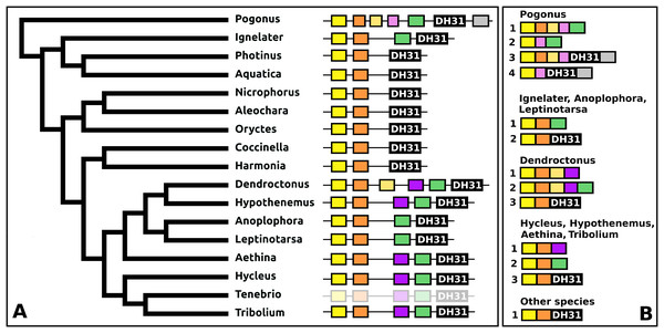 Structure of DH31 genes.