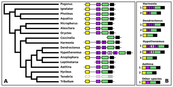 Structure of periviscerokinin genes.