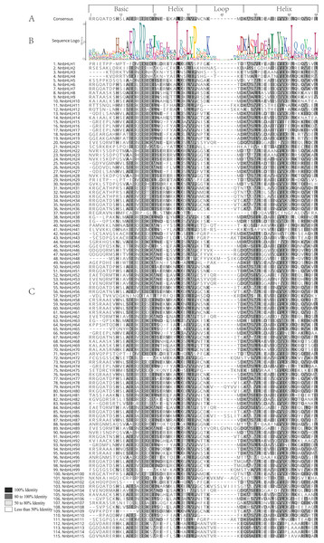Conserved amino acids and multiple sequence alignment schematic diagrams of the NnbHLHs bHLH domains.