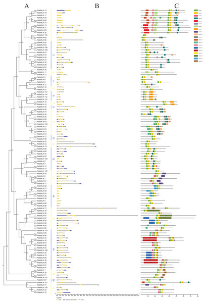 Gene structures, phylogenetic relationships and conserved motifs analyses of the NnbHLHs.
