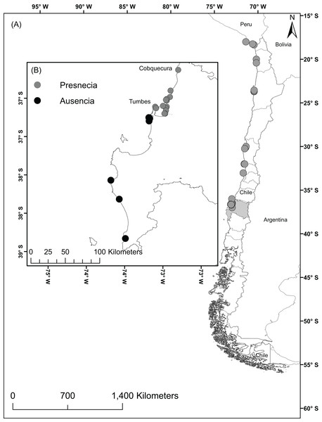 Localities with presence of the sea anemone A. alicemartinae along the Humboldt-current large marine ecosystem.