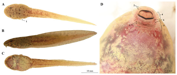 Tadpole of Nidirana leishanensis. sp. nov., the specimen CIBLS20180826007, in life.