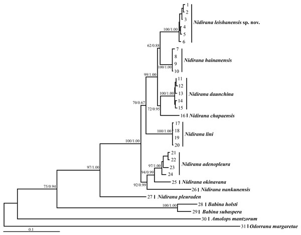 Maximum likelihood (ML) tree of Nidirana leishanensis sp. nov. and the related species reconstructed based on the concatenated sequences of the mitochondrial 12S, 16S and COI genes and the nuclear Tyr1 and CXCR4 genes.