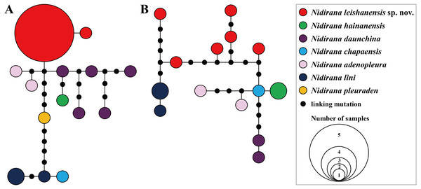 Haplotype networks of Nidirana leishanensis sp. nov. and its related species constructed based on the nuclear gene sequences.