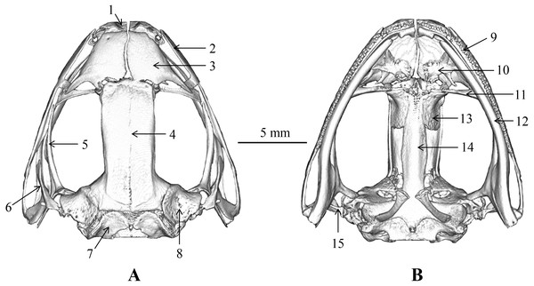 Skull of Nidirana leishanensis. sp. nov., the holotype CIBLS20170727002.