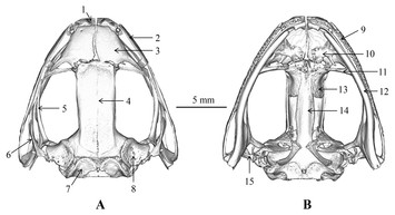 A new species of the Asian music frog genus Nidirana (Amphibia, Anura ...