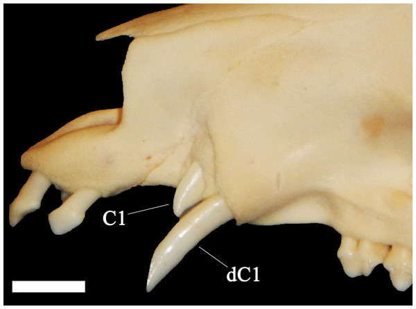 Close-up of a juvenile collared peccary (Pecari tajacu) skull ETVP 377 possessing both deciduous canines and the erupting permanent canines.