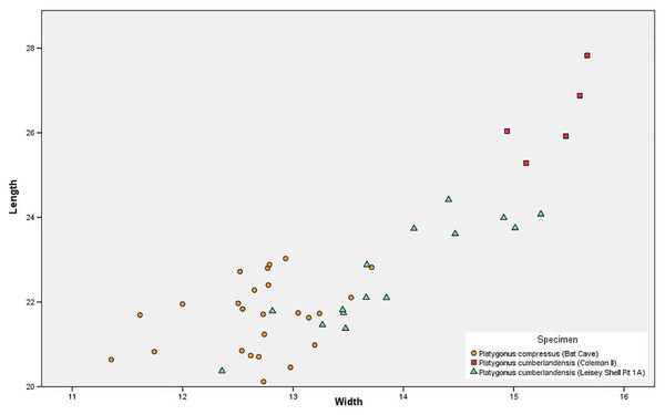 Scatter plot showing m3 measurements of the Bat Cave Platygonus compressus (orange circles) as compared to the Irvingtonian species P. cumberlandensis from Coleman II, Florida (red squares) and Leisey Shell Pit 1A, Florida (green triangles).