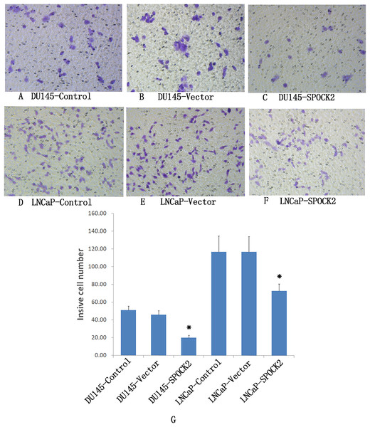 Upregulation of SPOCK2 on cell invasive ability.