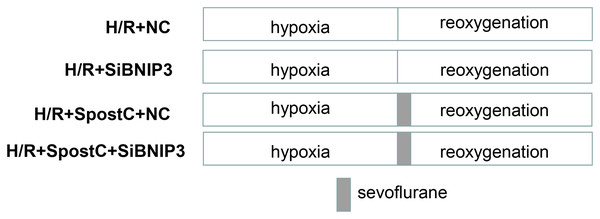 Experimental schemes of each group after silencing of BNIP3.