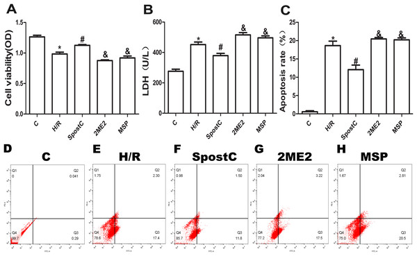 SpostC alleviated cell hypoxia-reoxygenation injury.