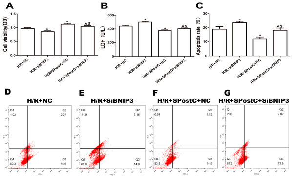 Silencing BNIP3 inhibited the protective effects of Spost C.