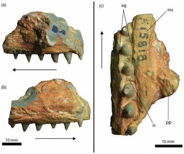 Isisfordia molnari sp. nov. maxillary fragment (AM F15818) from the Griman Creek Formation.