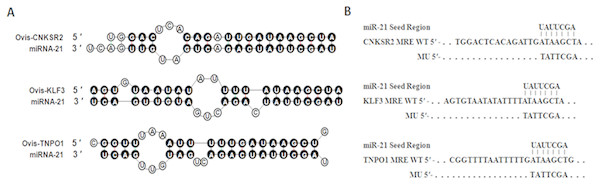 Duplex structure between miR-21 and target genes.