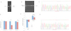 Identification of microRNA-21 target genes associated with hair ...