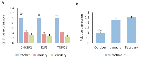 The expression levels of miR-21 and target genes at different wool follicle development stage.