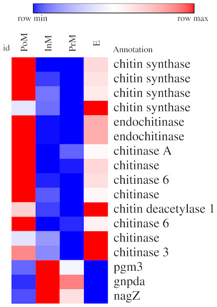 Heatmap of some differentially expressed genes (DEGs) involved in chintin metabolism in key molting stages in E. sinensis, including postmolt (PoM), intermolt (InM), premolt (PrM) and ecdysis (E).