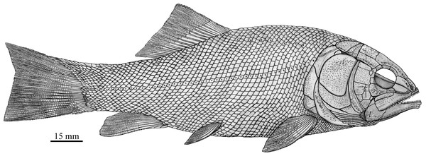 Reconstruction of R. luopingensis.