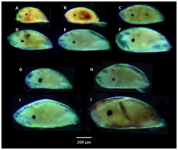 Cyprid species identified from plankton samples.