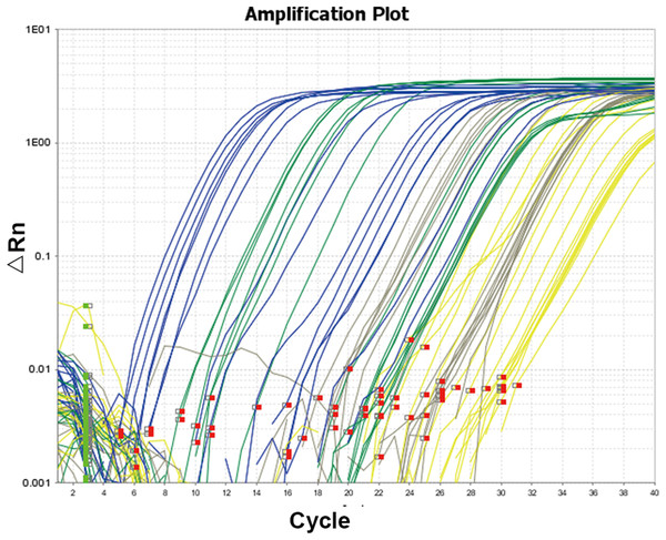 Amplification curve of quantitative real-time PCR.