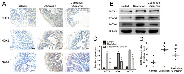 Oxidative stress in seminal vesicle.