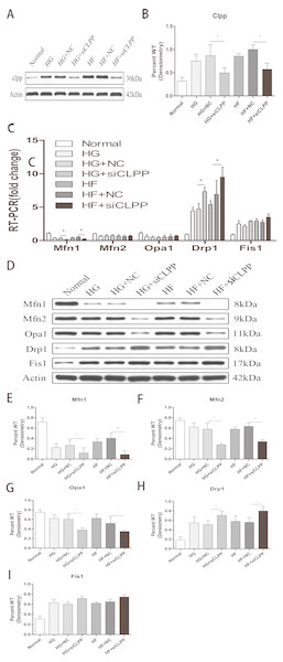 Effect of CLPP siRNA on expression of mitochondrial dynamics-related proteins.