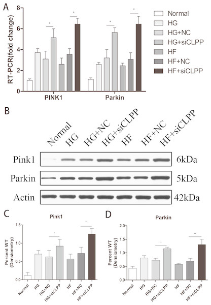 Effect of CLPP siRNA on the expression of mitochondrial autophagy factor PINK1 and PARKIN.