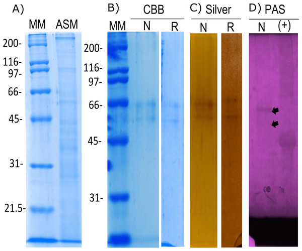 Biochemical characterization of the native and recombinant N66 from P. mazatlanica.