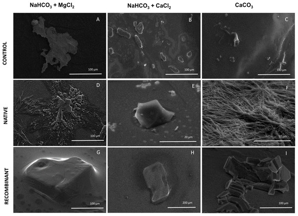 Effect of native and recombinant N66 from P. mazatlanica on CaCO3 crystal growth.