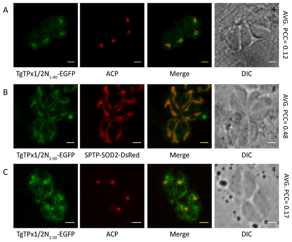 Delineating the organellar targeting signals responsible for dual targeting of TgTPx1/2 to the apicoplast and mitochondrion.