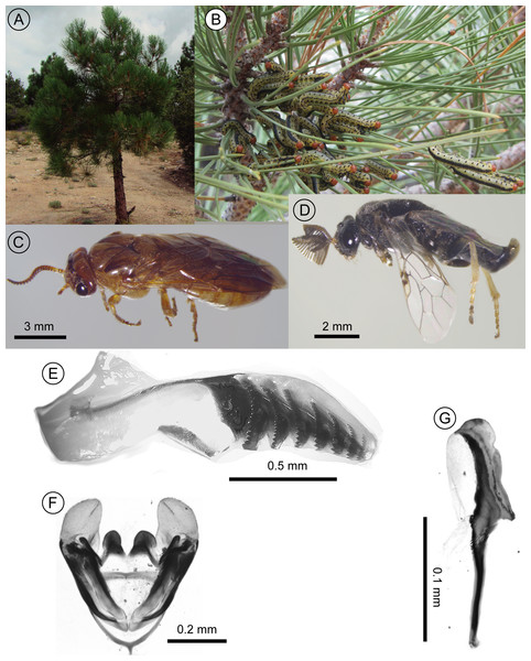 Images of diprionid larvae-infested pine tree, diprionid adults and genitalia.