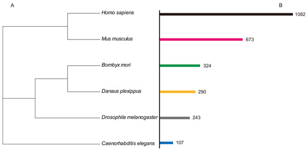 The numbers of ZNF protein gene family member in the different species.