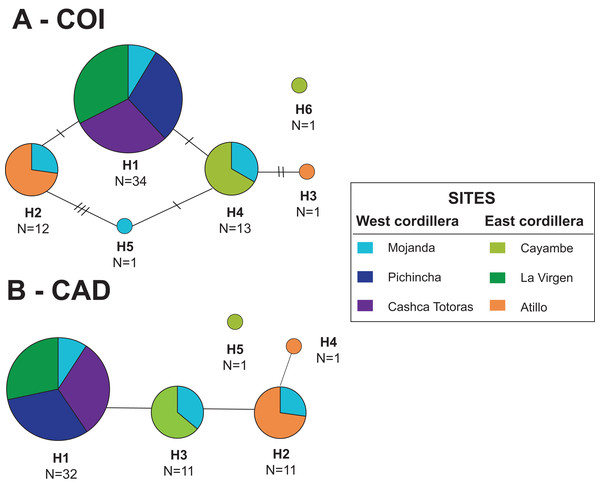 TCS haplotype network for Dyscolus alpinus.