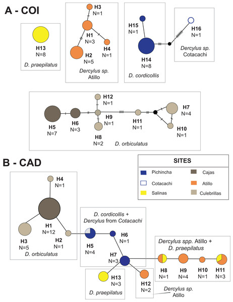 TCS haplotype network for species in Dercylus lineage.