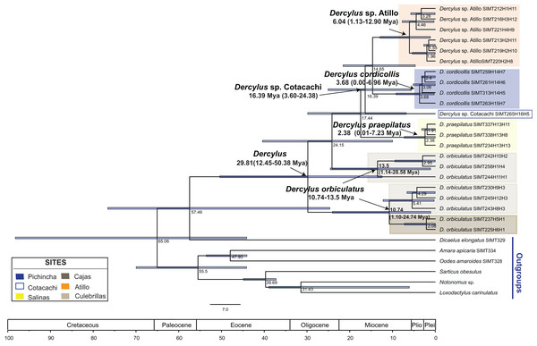 BEAST tree for Dercylus based on a relaxed molecular clock for both genes.